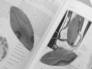 Gray-scale version of test image with discolored
leaves on open book with pictures