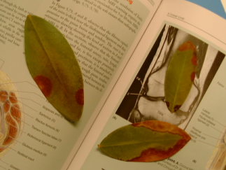 Test image with discolored
leaves on open book with pictures